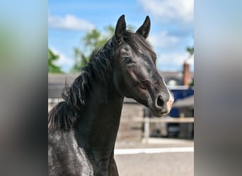 Britannique sang-chaud, Jument, 2 Ans, 164 cm, Noir