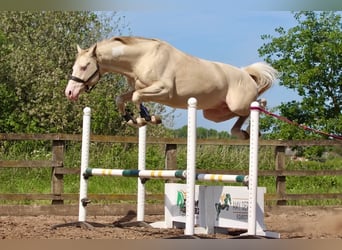 Britisches Warmblut, Hengst, 11 Jahre, 158 cm, Perlino