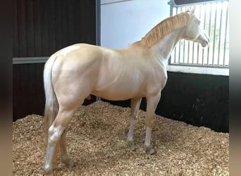 Britisches Warmblut, Hengst, 11 Jahre, 158 cm, Perlino
