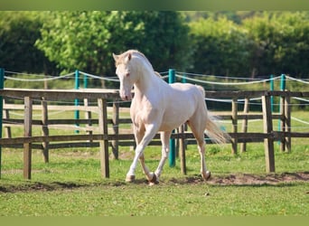 Britisches Warmblut, Hengst, 11 Jahre, 158 cm, Perlino