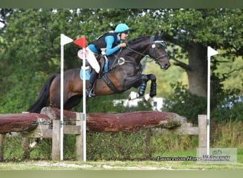 Britisches Warmblut Mix, Hengst, 14 Jahre, 166 cm, Dunkelbrauner