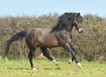 Britisches Warmblut Mix, Hengst, 14 Jahre, 166 cm, Dunkelbrauner