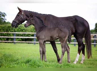 Britisches Warmblut, Hengst, 1 Jahr, 170 cm, Rappe