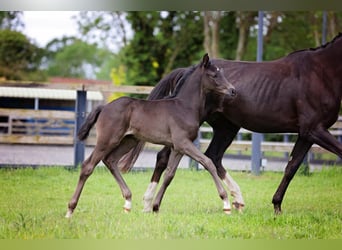 Britisches Warmblut, Hengst, 1 Jahr, 170 cm, Rappe