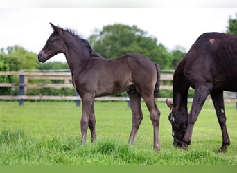 Britisches Warmblut, Hengst, 1 Jahr, 170 cm, Rappe