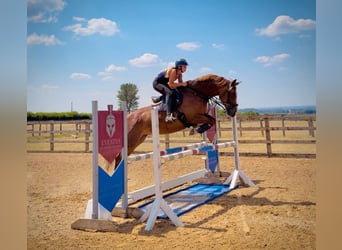 Britisches Warmblut, Stute, 10 Jahre, 161 cm, Dunkelfuchs