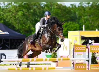Britisches Warmblut, Stute, 10 Jahre, 168 cm, Schwarzbrauner