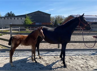 Britisches Warmblut, Stute, 18 Jahre, Brauner