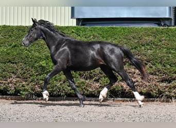 Britisches Warmblut, Stute, 2 Jahre, 164 cm, Rappe