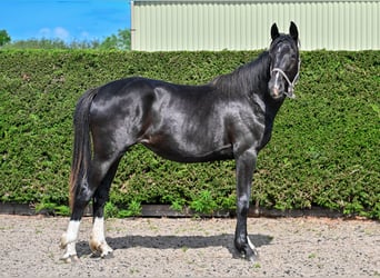Britisches Warmblut, Stute, 2 Jahre, 164 cm, Rappe