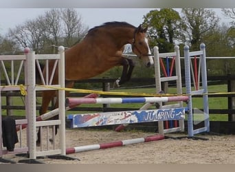 Britisches Warmblut, Stute, 3 Jahre, Rotbrauner