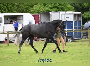 Britisches Warmblut, Stute, 3 Jahre, Schimmel