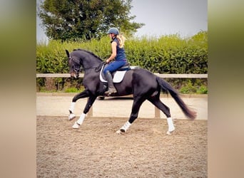 Britisches Warmblut, Stute, 4 Jahre, 161 cm, Rotbrauner