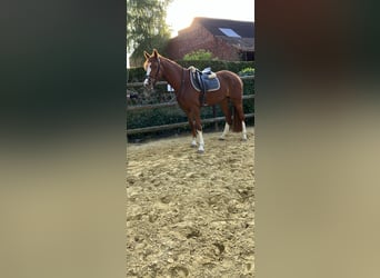 Britisches Warmblut, Stute, 4 Jahre, 166 cm, Fuchs