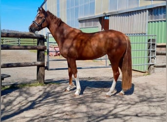 Britisches Warmblut, Stute, 4 Jahre, 166 cm, Fuchs