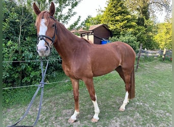Britisches Warmblut, Stute, 4 Jahre, 166 cm, Fuchs