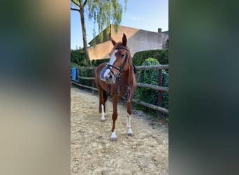 Britisches Warmblut, Stute, 4 Jahre, 166 cm, Fuchs
