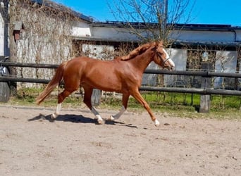 Britisches Warmblut, Stute, 4 Jahre, 166 cm, Fuchs