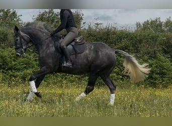 Britisches Warmblut, Stute, 4 Jahre, 167 cm, Schimmel