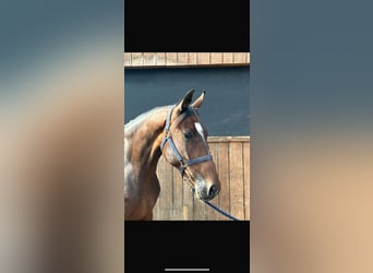 Britisches Warmblut, Stute, 5 Jahre, 163 cm, Brauner