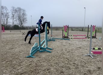 Britisches Warmblut, Stute, 6 Jahre, 137 cm, Rappe