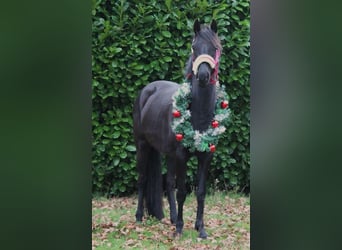 Britisches Warmblut, Stute, 6 Jahre, 137 cm, Rappe