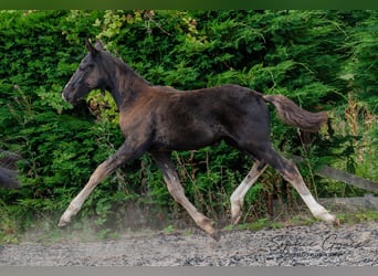 Britisches Warmblut, Stute, Fohlen (04/2024), 164 cm, Rappe