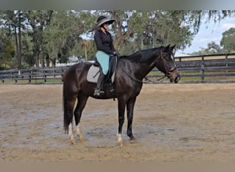 Britisches Warmblut, Wallach, 10 Jahre, 163 cm, Rotbrauner