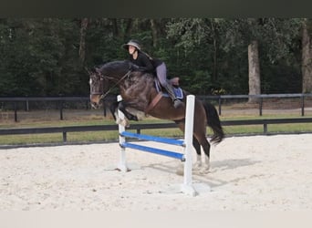 Britisches Warmblut, Wallach, 10 Jahre, 163 cm, Rotbrauner