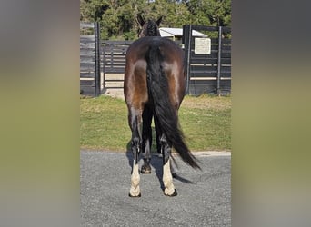 Britisches Warmblut, Wallach, 10 Jahre, 163 cm, Rotbrauner