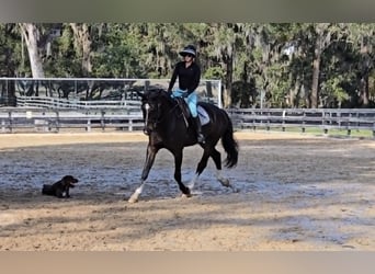 Britisches Warmblut, Wallach, 10 Jahre, 163 cm, Rotbrauner