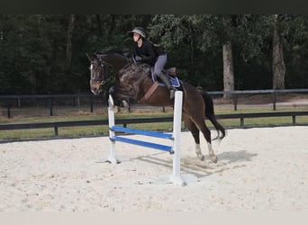 Britisches Warmblut, Wallach, 10 Jahre, 163 cm, Rotbrauner