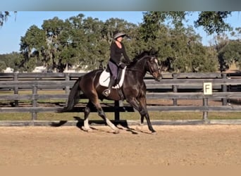 Britisches Warmblut, Wallach, 10 Jahre, 163 cm, Rotbrauner