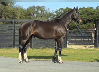 Britisches Warmblut, Wallach, 10 Jahre, 163 cm, Rotbrauner