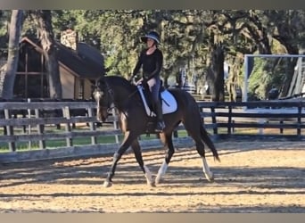 Britisches Warmblut, Wallach, 10 Jahre, 163 cm, Rotbrauner