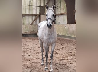 Britisches Warmblut, Wallach, 10 Jahre, 165 cm, Fliegenschimmel