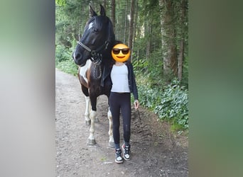 Britisches Warmblut, Wallach, 12 Jahre, 152 cm, Schecke