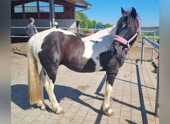 Britisches Warmblut, Wallach, 12 Jahre, 152 cm, Schecke