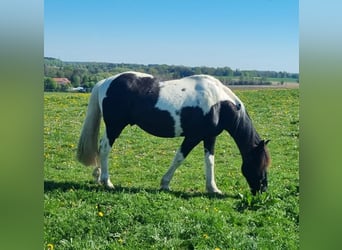 Britisches Warmblut, Wallach, 12 Jahre, 152 cm, Schecke