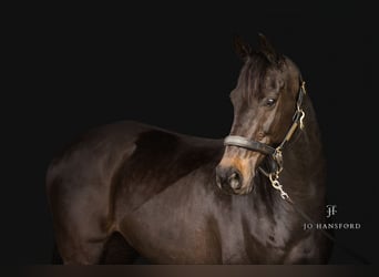 Britisches Warmblut, Wallach, 12 Jahre, Dunkelbrauner