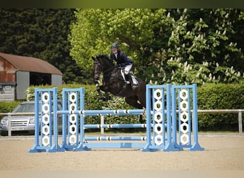 Britisches Warmblut, Wallach, 12 Jahre, Dunkelbrauner