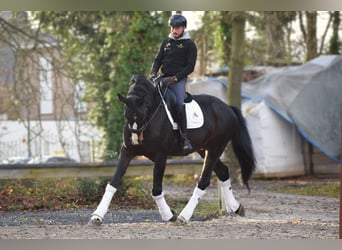 Britisches Warmblut, Wallach, 14 Jahre, 177 cm, Schwarzbrauner