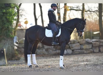 Britisches Warmblut, Wallach, 14 Jahre, 177 cm, Schwarzbrauner