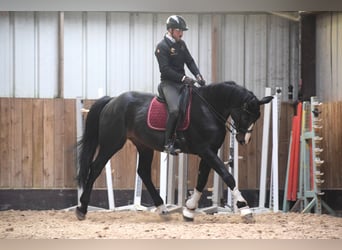 Britisches Warmblut, Wallach, 14 Jahre, 177 cm, Schwarzbrauner