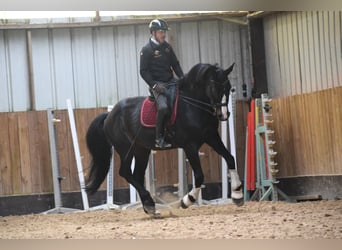 Britisches Warmblut, Wallach, 14 Jahre, 177 cm, Schwarzbrauner