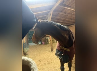 Britisches Warmblut, Wallach, 18 Jahre, 185 cm, Brauner