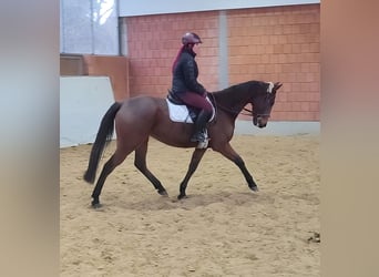 Britisches Warmblut, Wallach, 5 Jahre, 165 cm, Brauner