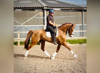 Britisches Warmblut, Wallach, 6 Jahre, 169 cm, Dunkelfuchs
