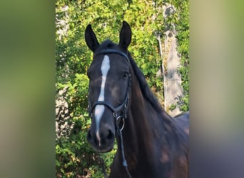 Britisches Warmblut, Wallach, 6 Jahre, 175 cm, Rappe