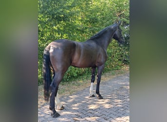 Britisches Warmblut, Wallach, 6 Jahre, 175 cm, Rappe